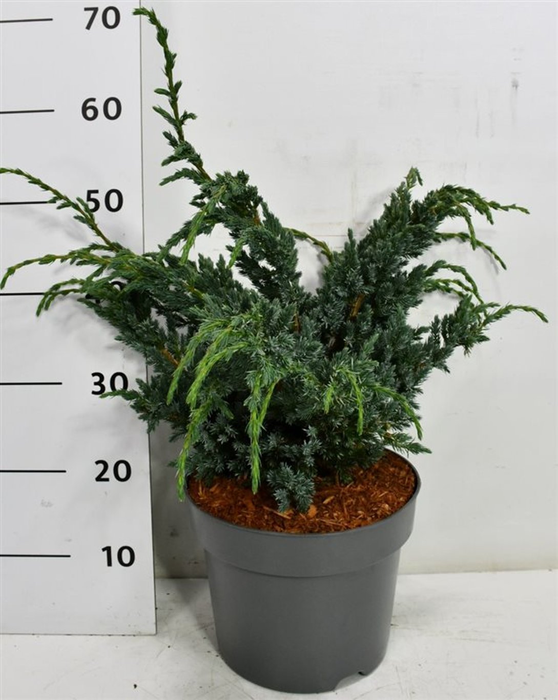 Himalaya-en – Juniperus squamata 'Meyeri' - C7.5 40-50 cm.
